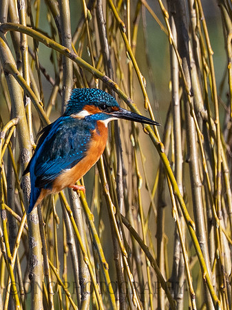 KIngfisher .1