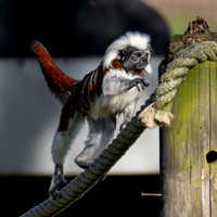 Cotton Top Tamarin .1