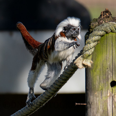 Cotton Top Tamarin .1