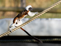 Cotton Top Tamarin .3