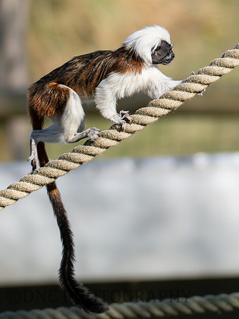 Cotton Top Tamarin .2