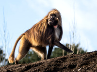 Gelada Monkey .1
