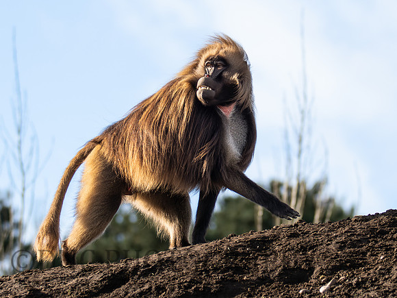 Gelada Monkey .1