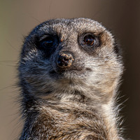 Meerkat