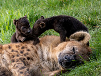 Hyena and cubs .2