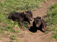 Hyena Cubs .1
