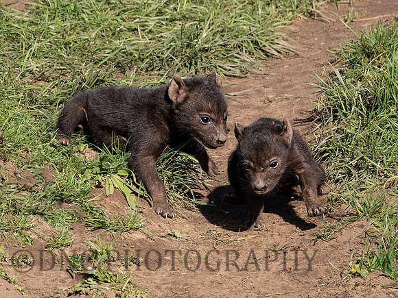Hyena Cubs .1