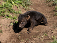 Hyena Cub .1