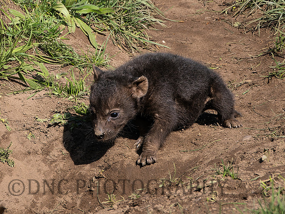 Hyena Cub .1