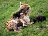 Hyena and cubs .1