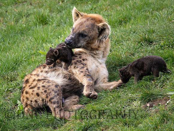 Hyena and cubs .1