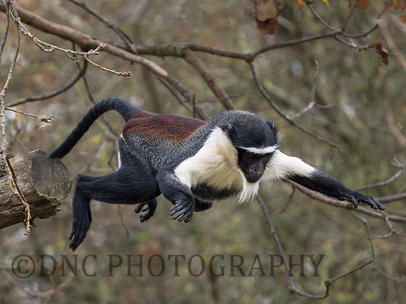 Roloway Monkey .1