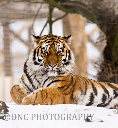 Tiger in the Snow