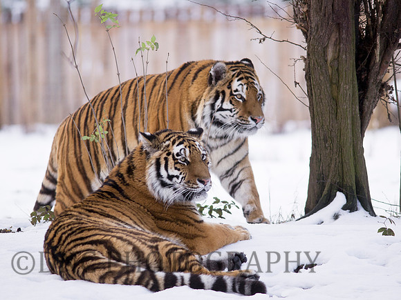 Tiger Couple in the Snow