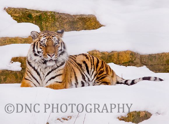 Tiger in the Snow