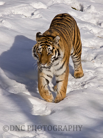 Tiger in the Snow