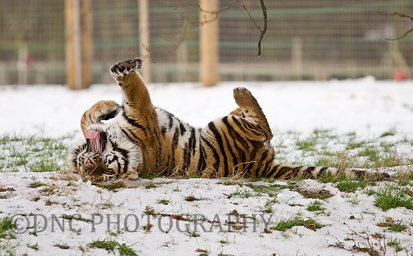 Tiger Stretching in the Snow