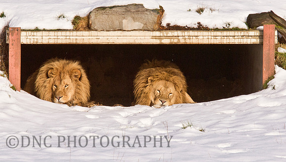 Male Lions relaxing on a Snowy day