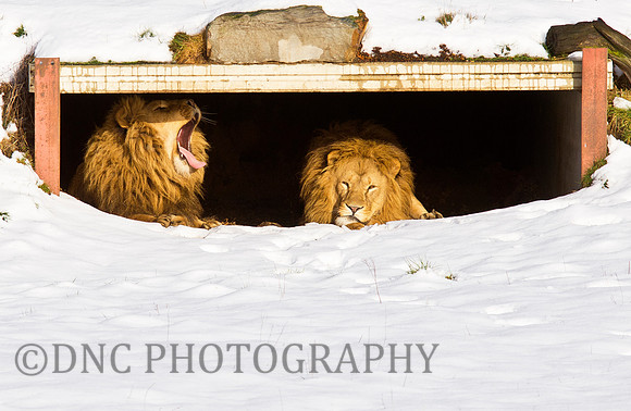 Lions enjoy the Sun on a Snowy day