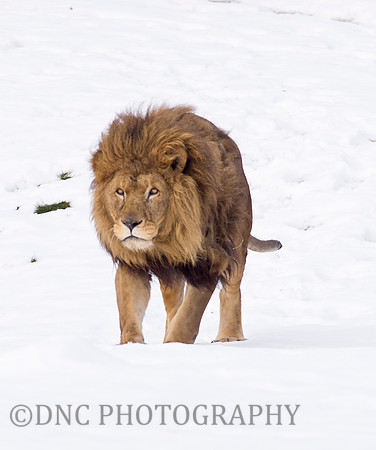 Lion in the Snow