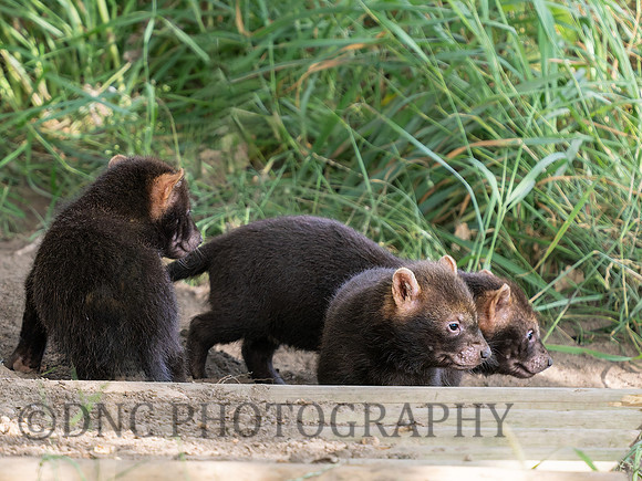 Bush dog pups