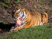Yorkshire Wildlife Park March 2026