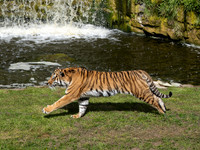 Yorkshire Wildlife Park May 2026