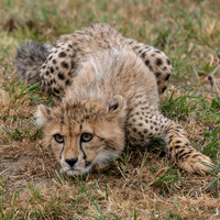 Cheetah Cub .2