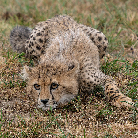 Cheetah Cub .2