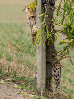Cheetah Cub