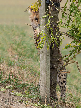 Cheetah Cub