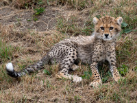 Cheetah Cub .3