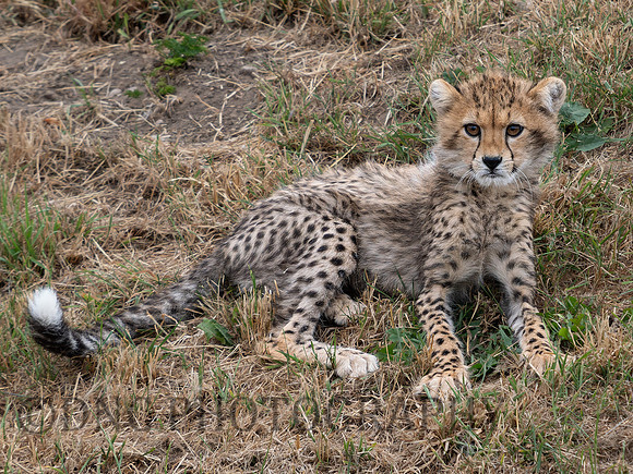 Cheetah Cub .3