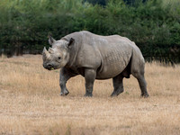Eastern Black Rhino .2