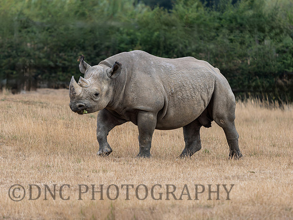 Eastern Black Rhino .2