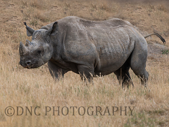 Eastern Black Rhino Rocco .1
