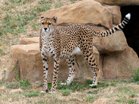 Cheetah Darcy .1
