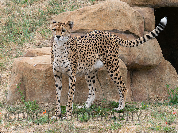 Cheetah Darcy .1