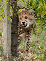 Cheetah Cub .1