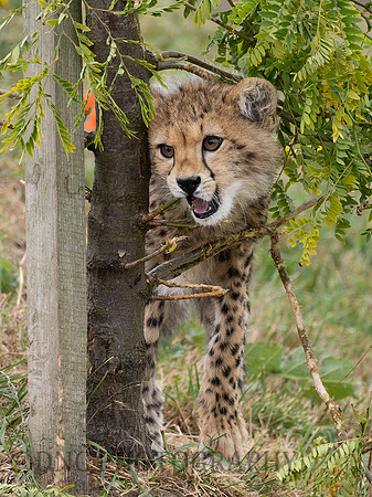 Cheetah Cub .1