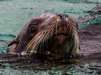Californian Sea Lion Cisco'