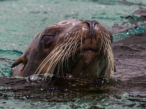Californian Sea Lion Cisco'