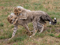 Cheetah Cubs