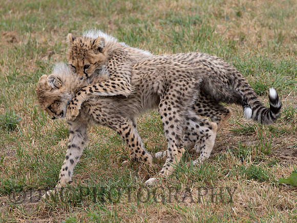 Cheetah Cubs