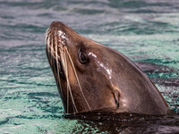 Californian Sea Lion Cisco .2