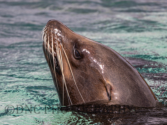 Californian Sea Lion Cisco .2