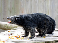 Binturong