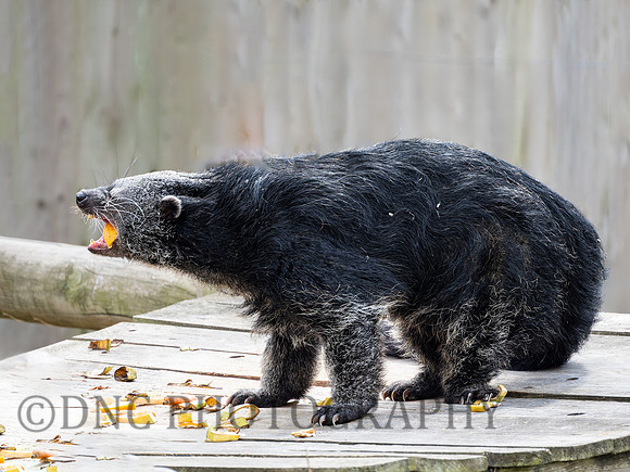 Binturong