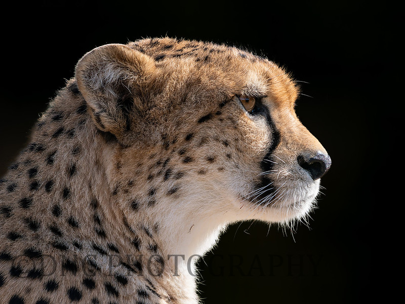 Cheetah Darcy .2