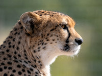 Cheetah Darcy .1